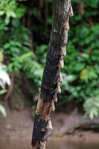 19-riviere_panayacu_024.jpg