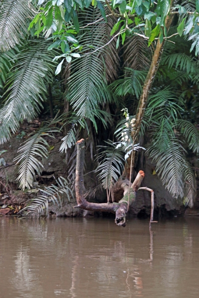 19-riviere_panayacu_025.jpg