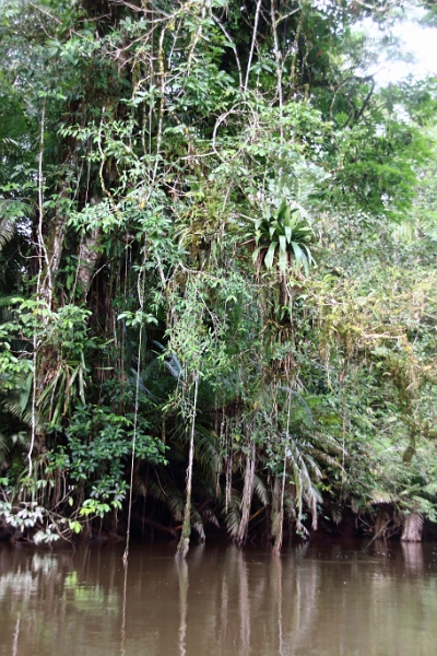 19-riviere_panayacu_026.jpg