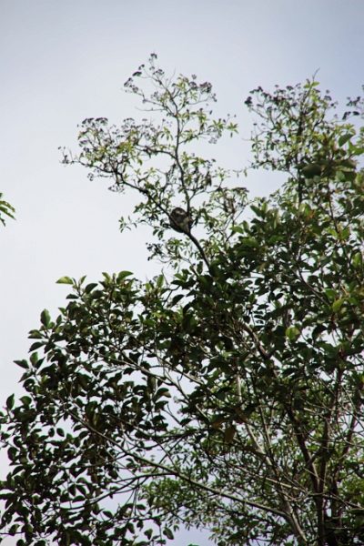 19-riviere_panayacu_032.jpg