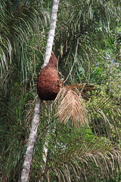 19-riviere_panayacu_033.jpg