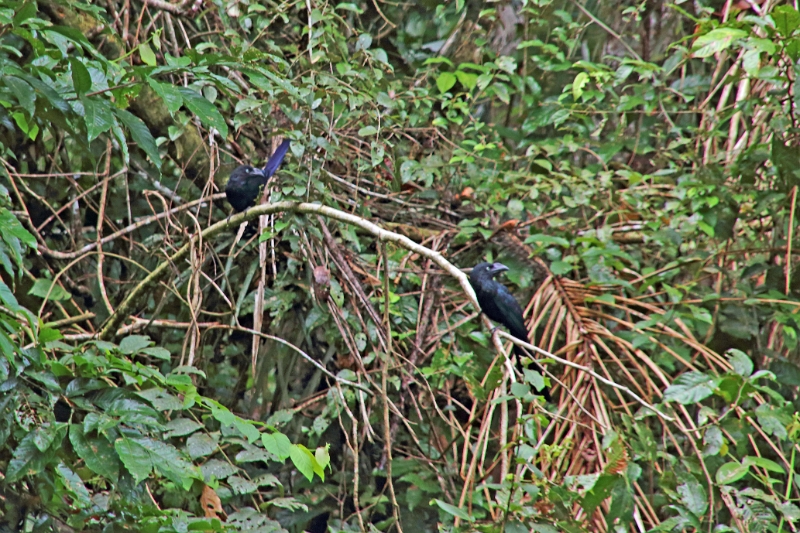 19-riviere_panayacu_037.jpg