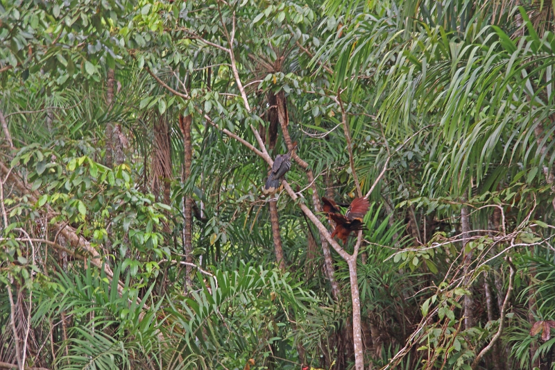 19-riviere_panayacu_041.jpg