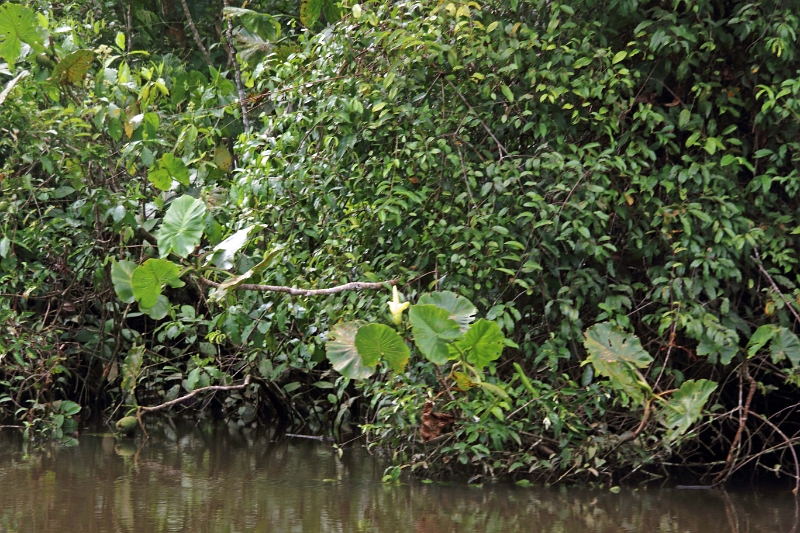 19-riviere_panayacu_042.jpg