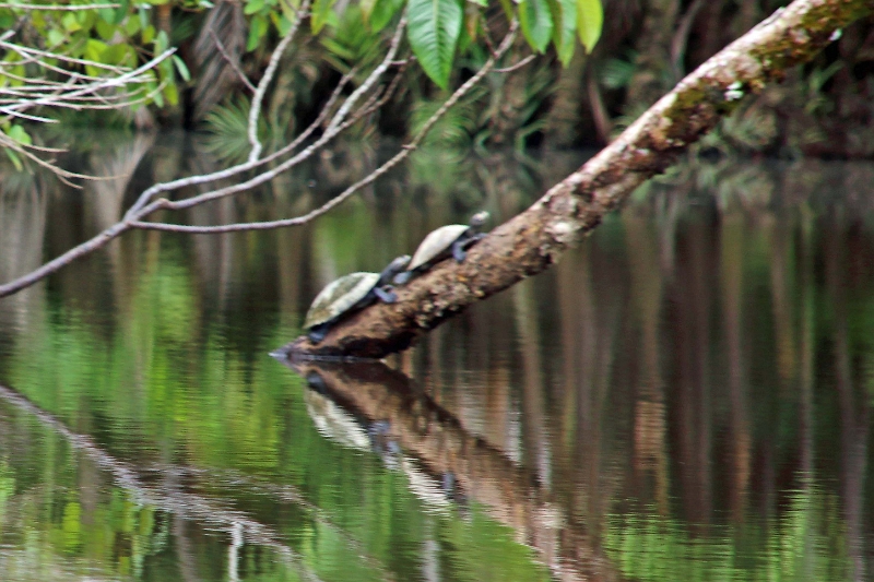 19-riviere_panayacu_048.jpg