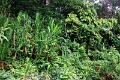 19-riviere_panayacu_002