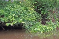 19-riviere_panayacu_009