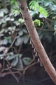 19-riviere_panayacu_012