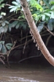 19-riviere_panayacu_014