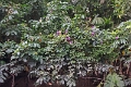 19-riviere_panayacu_015