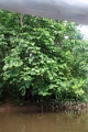 19-riviere_panayacu_017