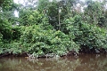 19-riviere_panayacu_018