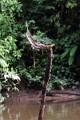 19-riviere_panayacu_020