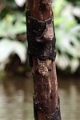19-riviere_panayacu_022