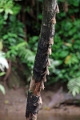 19-riviere_panayacu_024