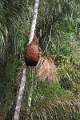 19-riviere_panayacu_033