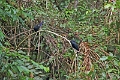 19-riviere_panayacu_037