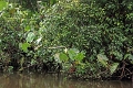 19-riviere_panayacu_042