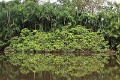 19-riviere_panayacu_045