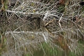 19-riviere_panayacu_046