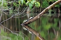19-riviere_panayacu_047