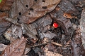 23-debarquement_san_roque_004