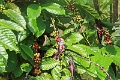 23-debarquement_san_roque_006