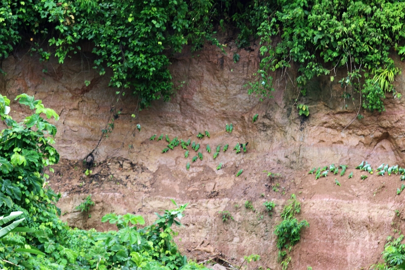24-falaise_argile_006.jpg
