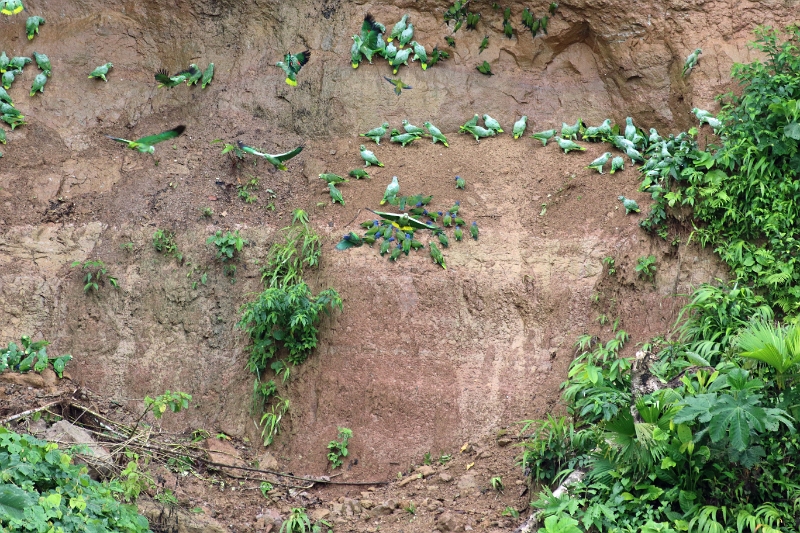 24-falaise_argile_052.jpg