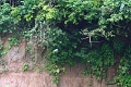 24-falaise_argile_012