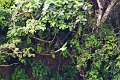 24-falaise_argile_013