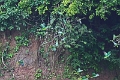 24-falaise_argile_043