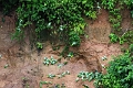24-falaise_argile_059