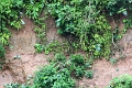 24-falaise_argile_062