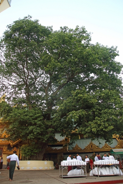 01_04-schwedagon_008.jpg