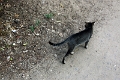06_02_salay_006