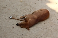 06_02_salay_034