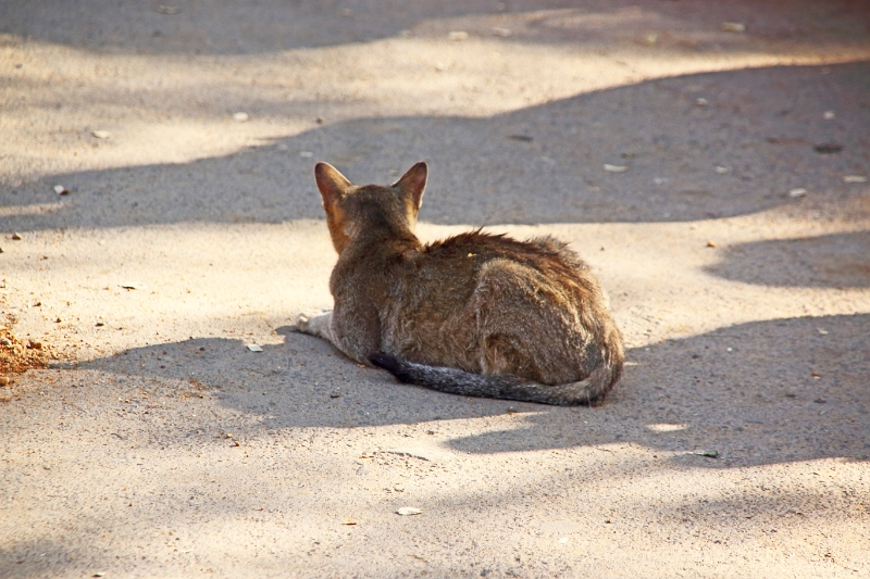 07-11_bagan_004.jpg