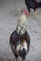 07-11_bagan_023