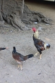 07-11_bagan_024