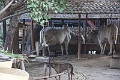 09_hnaw-gone_039
